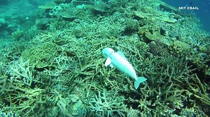 4.2K views · 61 reactions | This MIT robot fish is here to save the oceans: https://wired.trib.al/LwTKlwq | WIRED Science | Facebook