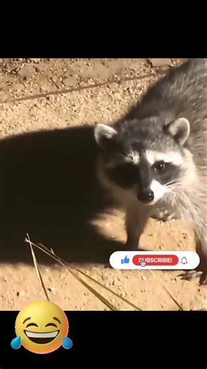 Ridiculously Funny Animals in Epic Comedy Moments part 773 #funny videos #funnyvideo #animals