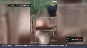 Pig Problem an Opportunity for Midlands Business