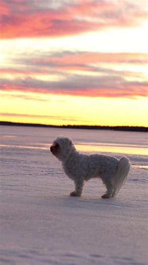 Have you seen the new Avatar movies and if so what did you think about it? #dogcommunity #maltese #dogtraining #smalldog #dogfyp