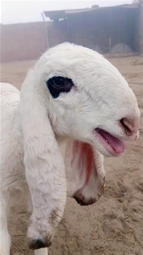 cute baby sheep sound shorts #sheep #animals #sound