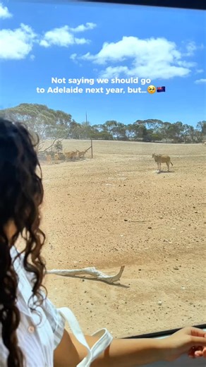Alisha & Blesson | Sydney Travel Couple 🇦🇺 on Instagram: "Share and FEED LIONS at the Biggest Safari Park outside Africa!! 🦁🐆🦒 This is your sign to grab our free guide and plan your visit to this stunning wildlife for an experience of a lifetime 🤯😍 📍Monarto Safari Park , South Australia 🎟 General Admission $54 (Adults); $30 (Kids) You can even book interactive experiences like Feeding Lions and Giraffes, or getting upclose with Cheetas, Rhinos, and Meerkats, among others. You can also s