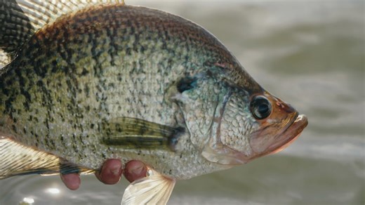 Incredible 3-pound crappie catch stuns local fishing expert