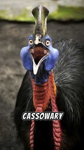 “Top 5 Creepiest Bird Sounds Ever 😱🦉 | #Shorts”