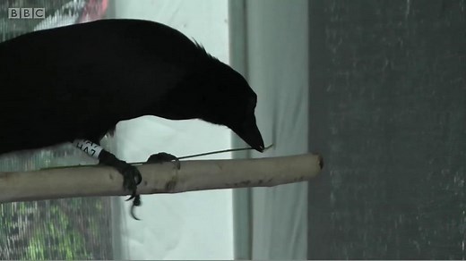 カラスはやはり賢い　道具を使うだけでなく自分で作る - BBCニュース