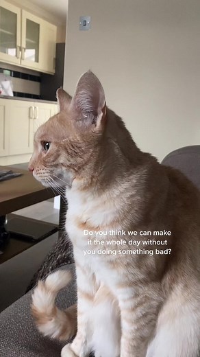 Full of mischeif! #BIGASYOOX #petsoftiktok #catsoftiktok #bad #naughtycat #trouble