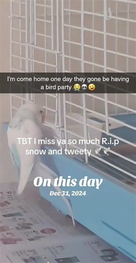 I miss having birds #snow #tweety #🕊️🕊️