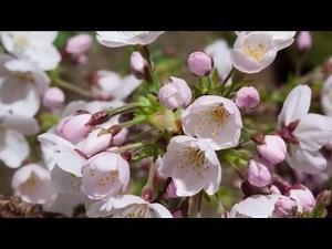 Timelapse of cherry blossom emerging