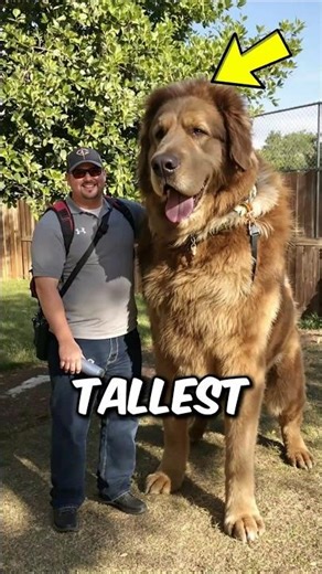 World Tallest Dog Revealed ‼️😱 #DogFacts #giantdogs #shorts