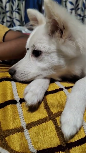 ki dustumi kora jai vabche😆😆#cute#pomeranian #youtubeshorts