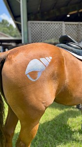 133K views · 974 reactions | Make waves this summer with our glittered conch shell ✨ Perfect sparkle for your horse’s booty! #Glittermarx #HorseSparkle #UnderTheSeaVibes #SummerStyle #EquestrianFun | Glittermarx Ponies | Facebook