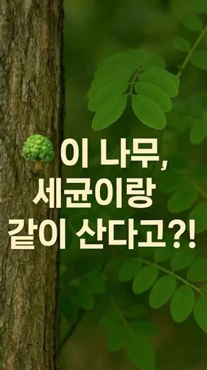 🌱 이 나무, 세균이랑 같이 산다고?!😮
