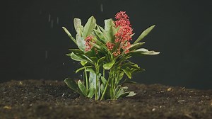 How To Plant Camellia Sasanqua