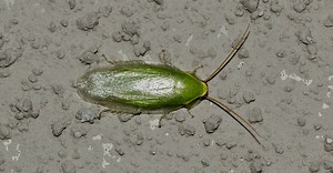 Roaches in North Carolina