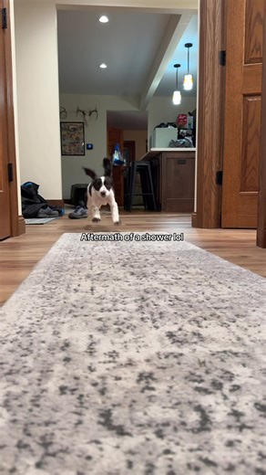 Aftermath of an impromptu shower lol 😂😂😂😂 #reggieboy #englishcockerspaniel #funny #wildman #dogmom