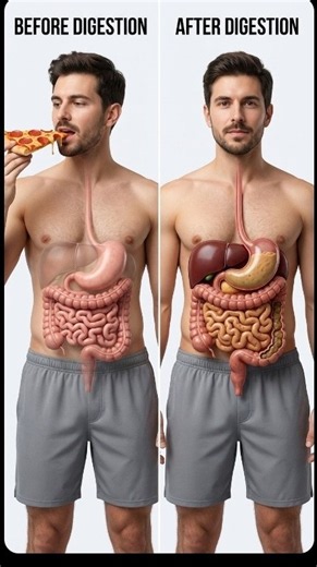 The human digestive system animation(the movement of food)
