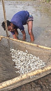 Traditional Hand Fishing Video | Daily Fishing Life