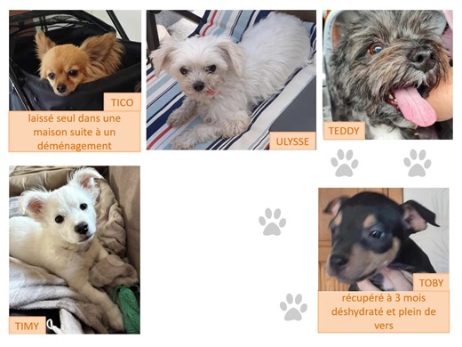 En 2025, nous avons pris en charge 114 chiens, dont 109 sont déjà adoptés (les autres le seront dans les prochains jours). Beaucoup trop d'abandons encore 😪 Nous vous remercions tous : nos familles d'accueil, nos bénévoles, nos adoptants et tous ceux qui nous soutiennent par vos partages, votre aide, vos dons 😘 Nous espérons vous voir encore nombreux à nos côtés en 2026. Voici la vidéo de tous nos petits qui ont trouvé un foyer heureux cette année 😍 | Toutichien