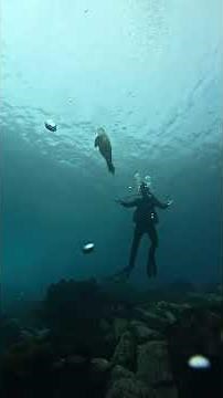 Come scuba dive with me in the Coronado Islands, Mexico! #scubadive #mexico #coronado #waterhorse