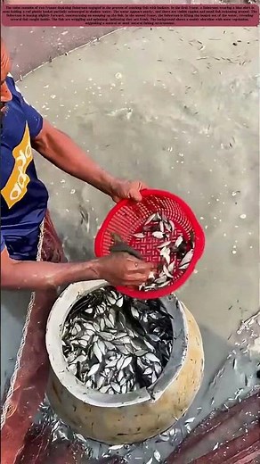 Fishermen Catching Fish with Baskets