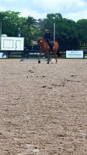 Laser's First Show at Global Dressage Festival