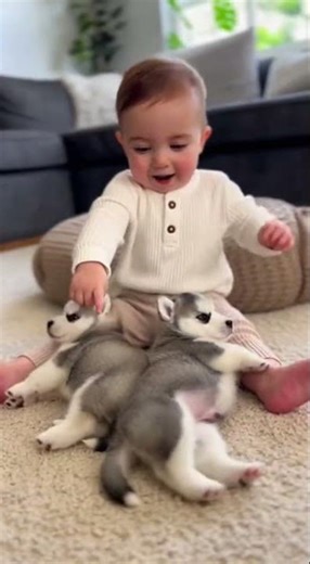 Baby Says “Ba!” and Husky Puppies React in Sync 😂🐶 | Funny Momment #shorts