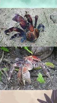 Crabification or carcinization, crabs are the better species - Reupload/edit