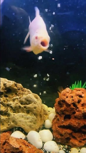 All Monster Fish in One Tank 🐟 Premium Quality Monster Aquarium #petshaven