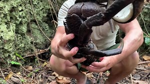 Behold the ultimate crab colossus! This is the coconut crab, the largest of the hermit crabs, although, ironically, it lives without a shell, protected by its resilient armor of exoskeleton. We were filming in Vanuatu when we discovered this cool crustacean. Unfortunately, they are unsustainably hunted and are disappearing fast! Thankfully, we got to feature an important conservation organization, trying to keep this incredible species alive! ￼ | Jeff Corwin