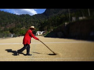 Journey Of A Specialty Coffee Bean: From Cherry To Cup