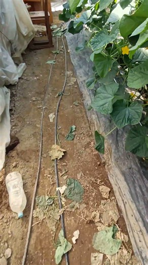 2025/9/27配管工事！DIY！！#農業#diy #野菜#farmer #自作