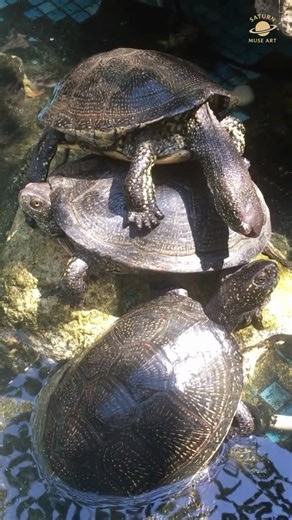 Turtle Way to Handle Obstacles 🐢 #shorts #shortvideo