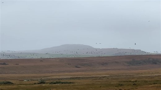 The Islay Autumn Wildlife Expedition 2025 A sky full of geese 😍 the newly arrived Barnacle Geese are looking spectacular along with the Greenland White-fronted Geese. A big highlight this morning was a juv Glossy Ibis! Superb Hen Harriers, Chough, female Merlin, Golden Eagles…Islay at its best! 🥰 | Nature Scotland