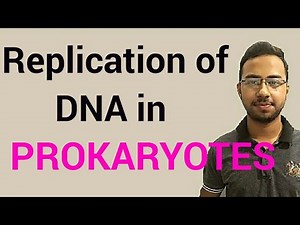 DNA replication in Prokaryotes | initiation elongation and termination | plasmid replication