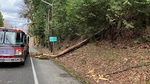 Woman killed by falling tree during high wind event on Issaquah Hobart Road