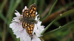 1.4K reactions · 206 shares | A Win For Wildlife. The Chequered Skipper has been brought back from extinction in England. For the first time since 1976, wildlife enthusiasts will be able to see the rare and beautiful Chequered Skipper butterfly in the wild in England this summer. Read Here  https://butrfli.es/3qZqvcL 曆 | Butterfly Conservation | Facebook