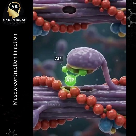 💪🔬 Muscle contraction in action
