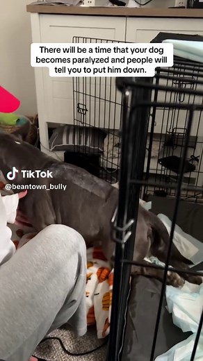 Understanding IVDD in Dogs: Hope for Recovery