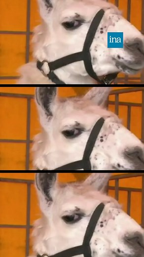 15K views · 218 reactions | Automne 2013, Serge devient le lama le plus célèbre de France après avoir pris le tramway à Bordeaux. 蓮 | INA | Facebook