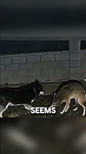 Unexpected Backyard Standoff Between Husky and Coyote 🐺⚠️