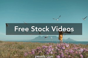 Nature Birds Videos, Download The BEST Free 4k Stock Video Footage & Nature Birds HD Video Clips
