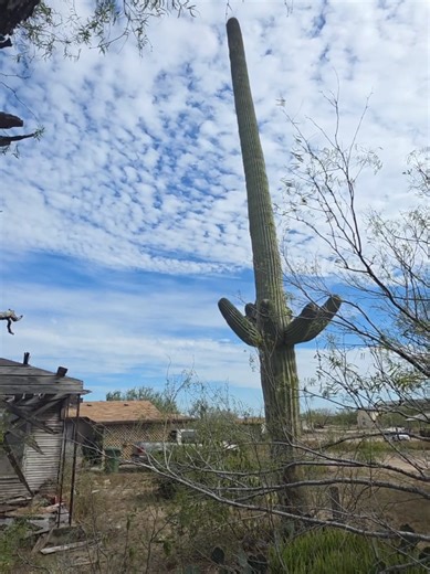 A Saguaro Grows in Texas | Texas Garden