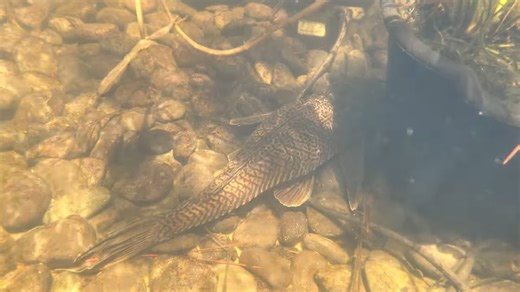 Watch what happens when the fish suddenly starts bleeding