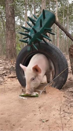 Amazing Fast Powerful Wild Boar Trap Build. #animals #wildlife #shorts #trapskill