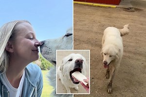Burrito-obsessed dog walks five miles overnight without owner to get free snack