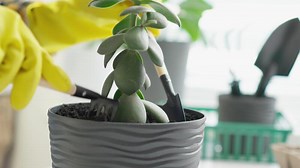 This image outlines the stepbystep process for planting a succulent in a textured pot, highlighting the need for careful handling and maintenance for healthy, longlasting houseplants