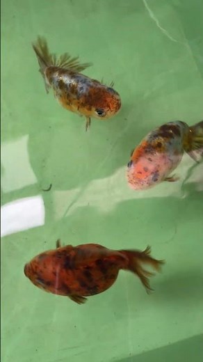 初心者金魚飼育 江戸錦編 令和8年8月29日 朝の様子