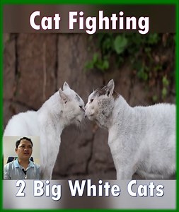 Cat Fighting P2 #catfighting #catfight #fight #girlfight #femalewrestling #fighting #wrestling #cat #cats #catfights #catsofinstagram #fitness #womenswrestling #girlfights #wrestlingwomen #womenwrestlers #femfight #photographer #photography #femalefighting #blackandwhite #cutecats #strongwomen #ryona #vintage #cutecat #s #germany #catlovers #cutecatkittens | Cat Sport