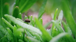 Springtail, Insect, Animal. Free Stock Video