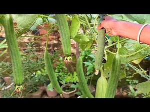 Grow Sponge Gourd at home; Turai / Parol उगाएं grow bag में ( Seed till harvesting )